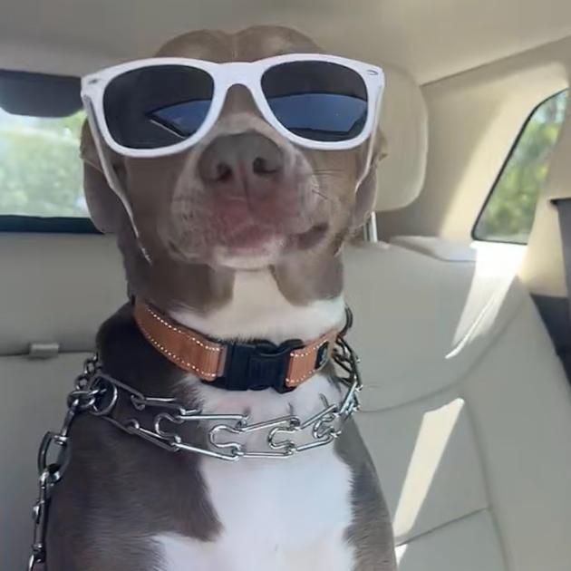 Enlarge Lydia, a Adoptable mixed breed in QUINCY, FL image 2/4