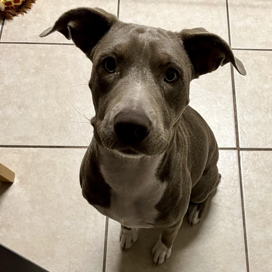 Enlarge Lydia, a Adoptable mixed breed in QUINCY, FL image 2/2