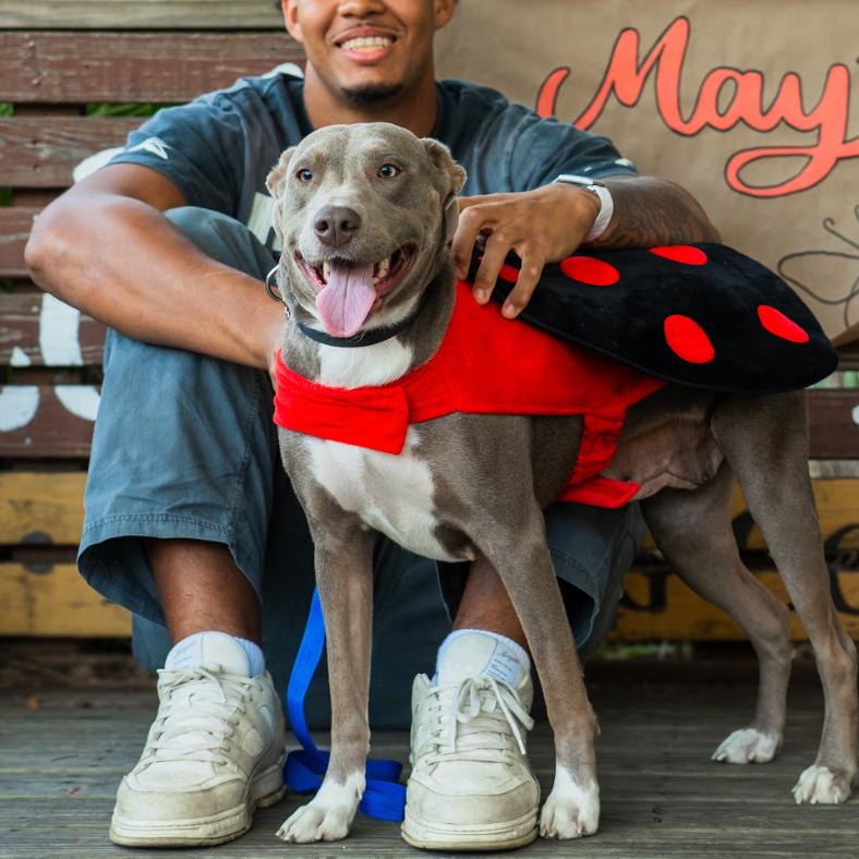 Enlarge Lydia, a Adoptable mixed breed in QUINCY, FL image 4/5