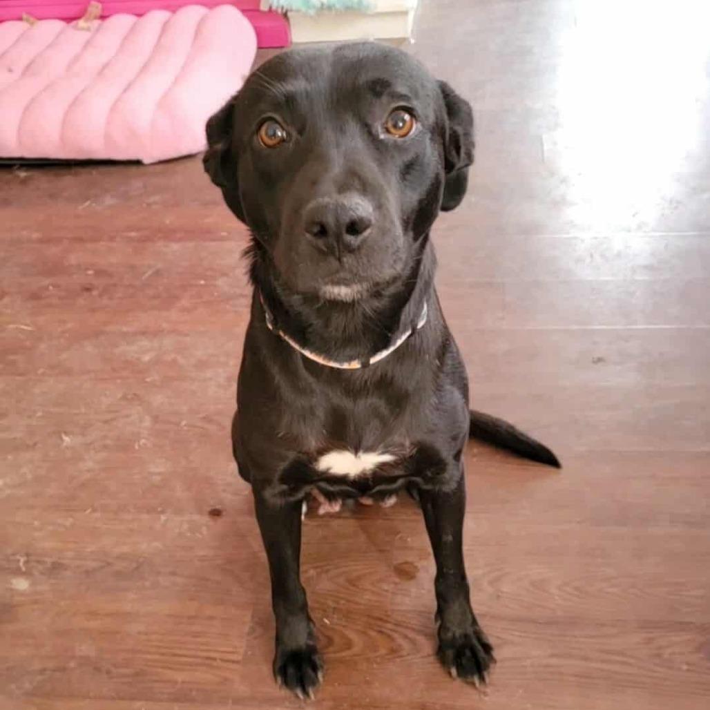 Rudie, Adoptable, Adult Female Black Labrador Retriever & Mixed Breed.