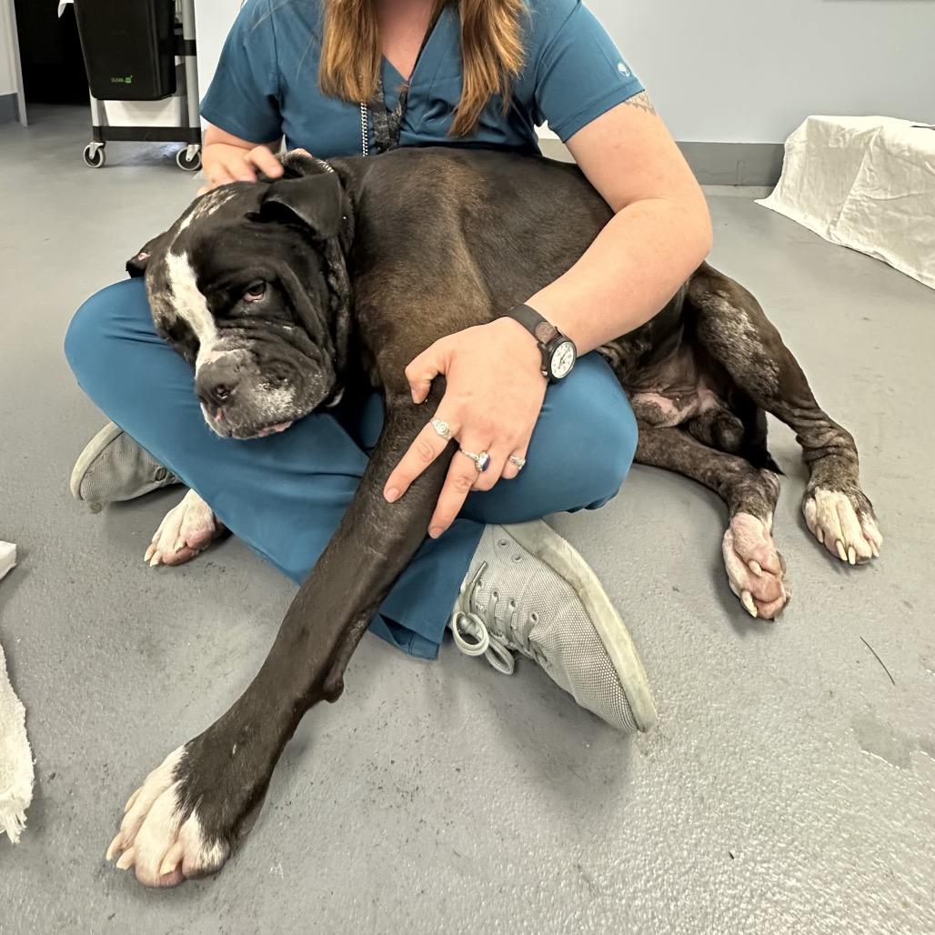 Big Mac, Adoptable, Adult Male Mixed Breed.