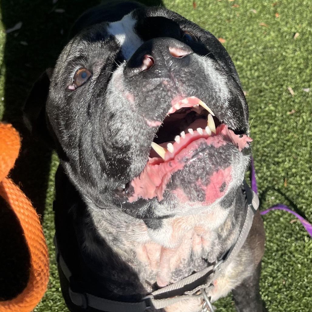 Enlarge Big Mac, a Adoptable Mixed Breed in Sarasota, FL image 2/3