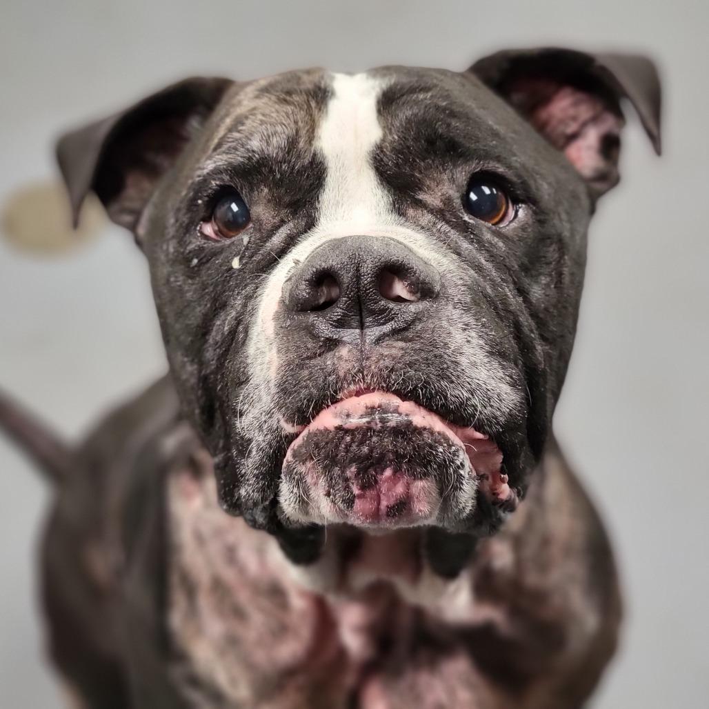 Enlarge Big Mac, a Adoptable Mixed Breed in Sarasota, FL image 3/3