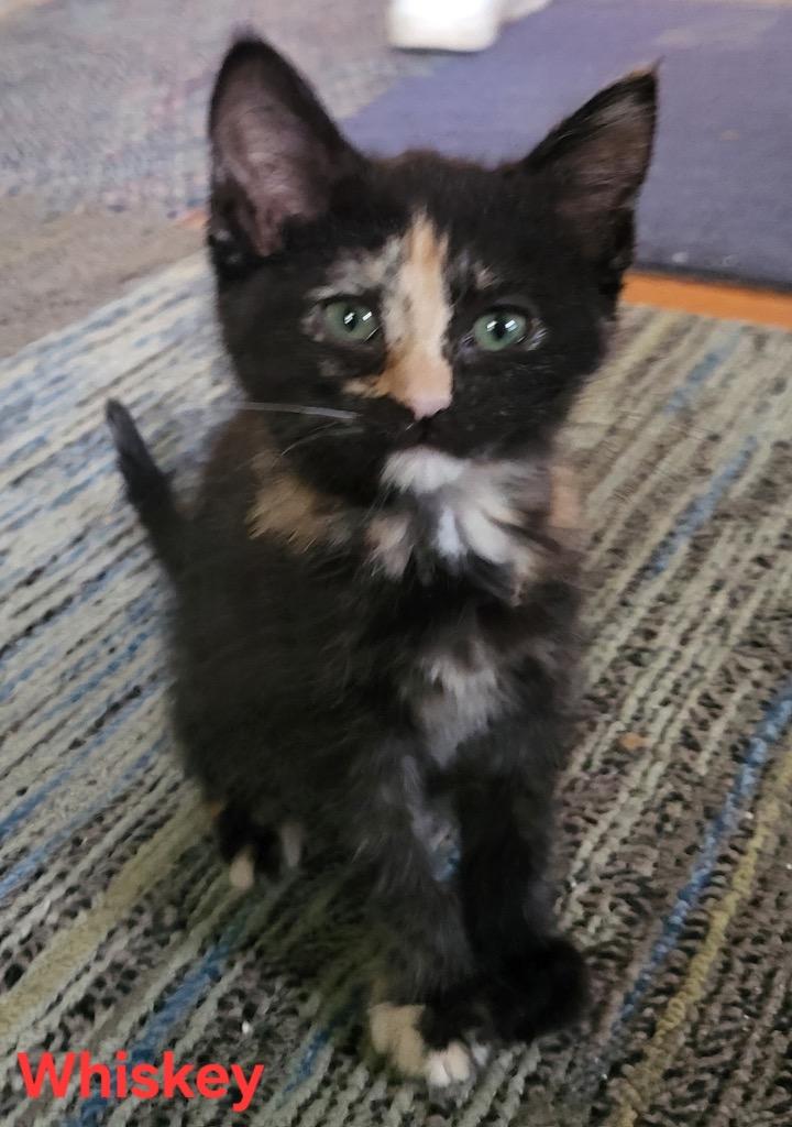 Enlarge Whiskey, a Adoptable mixed breed in Newaygo, MI image 1/1