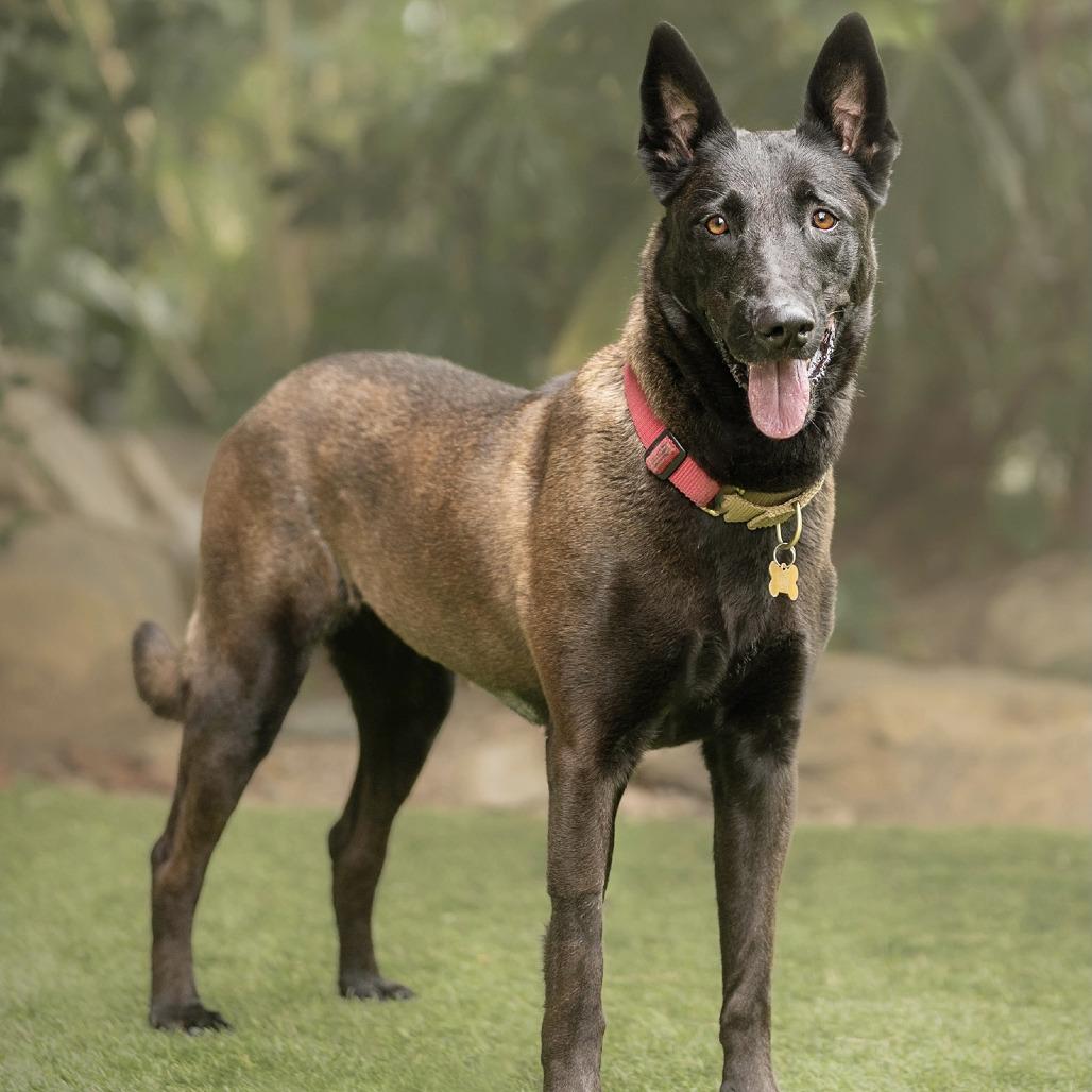 Enlarge FRIDA **Courtesy Post**, a Adoptable Belgian Shepherd / Malinois in Los Angeles, CA image 1/6