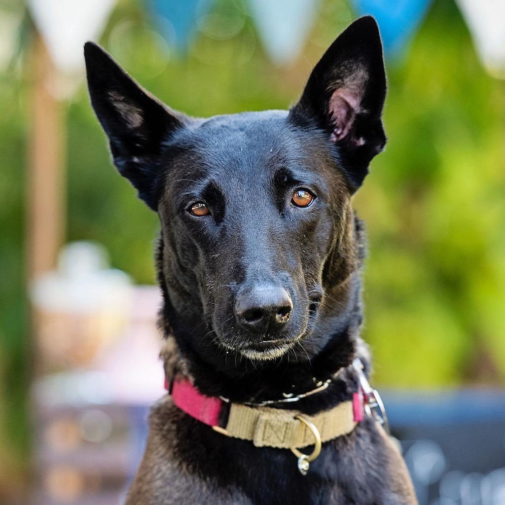 Enlarge FRIDA **Courtesy Post**, a Adoptable Belgian Shepherd / Malinois in Los Angeles, CA image 2/6