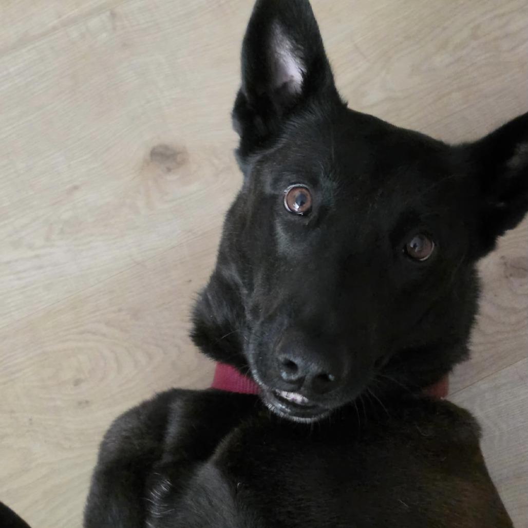 Enlarge FRIDA **Courtesy Post**, a Adoptable Belgian Shepherd / Malinois in Los Angeles, CA image 3/6