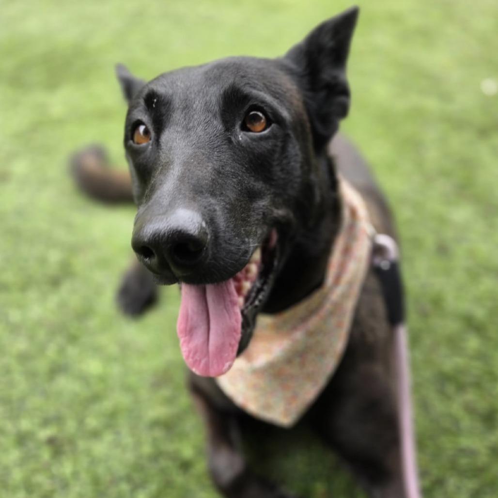 Enlarge FRIDA **Courtesy Post**, a Adoptable Belgian Shepherd / Malinois in Los Angeles, CA image 4/6