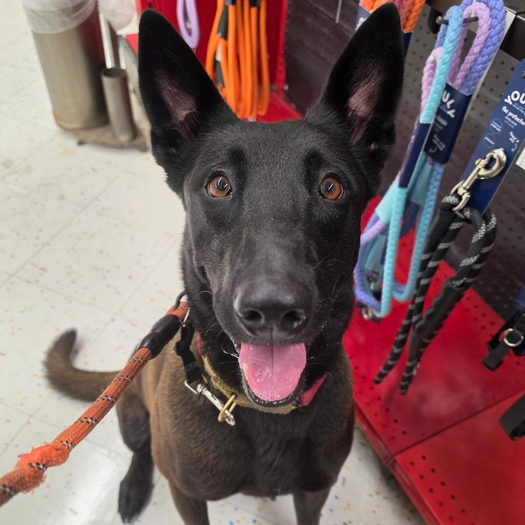 Enlarge FRIDA **Courtesy Post**, a Adoptable Belgian Shepherd / Malinois in Los Angeles, CA image 6/6