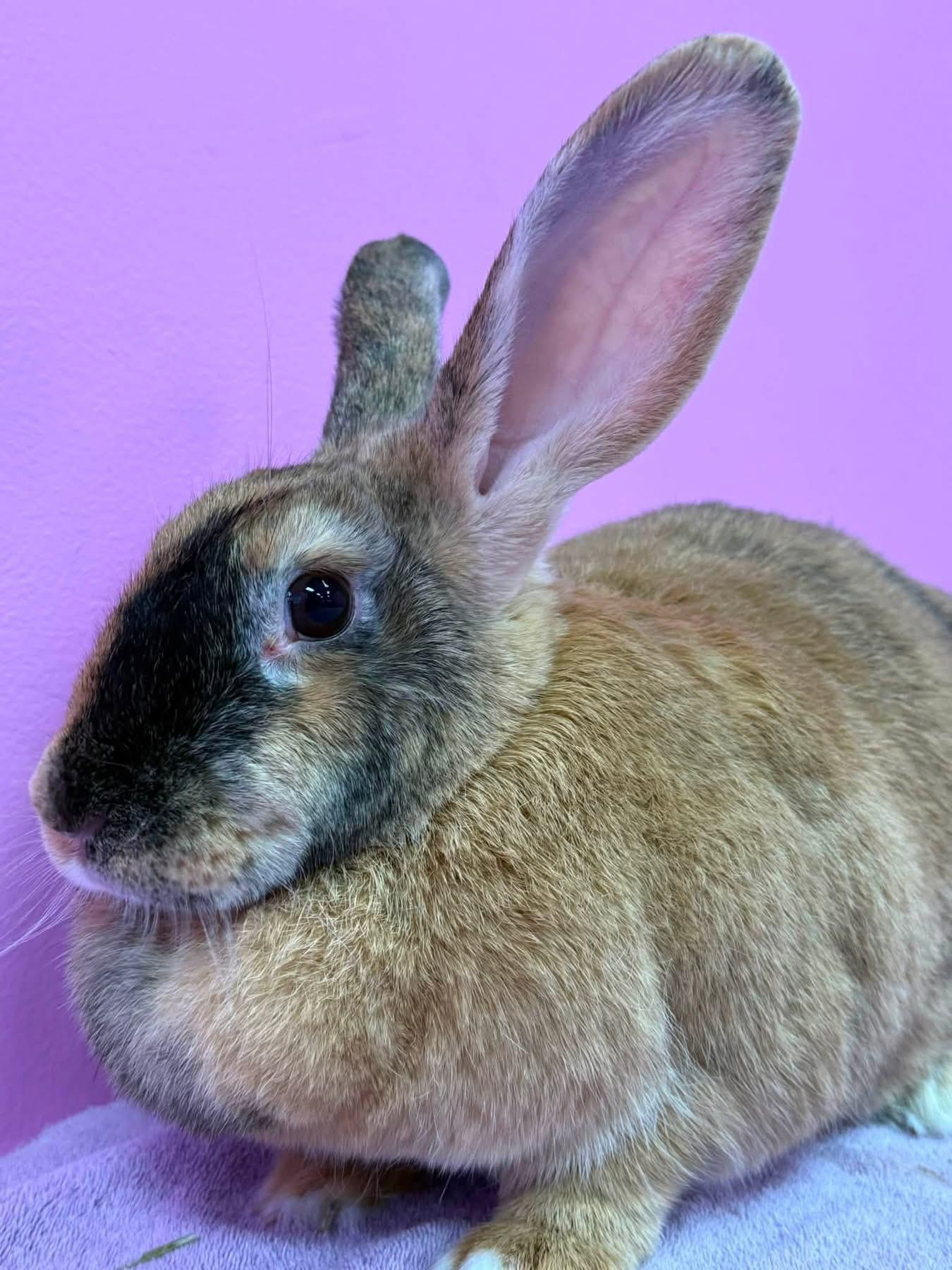 Rodeo, a ADOPTABLE Harlequin in St. Charles, MO image 2/2