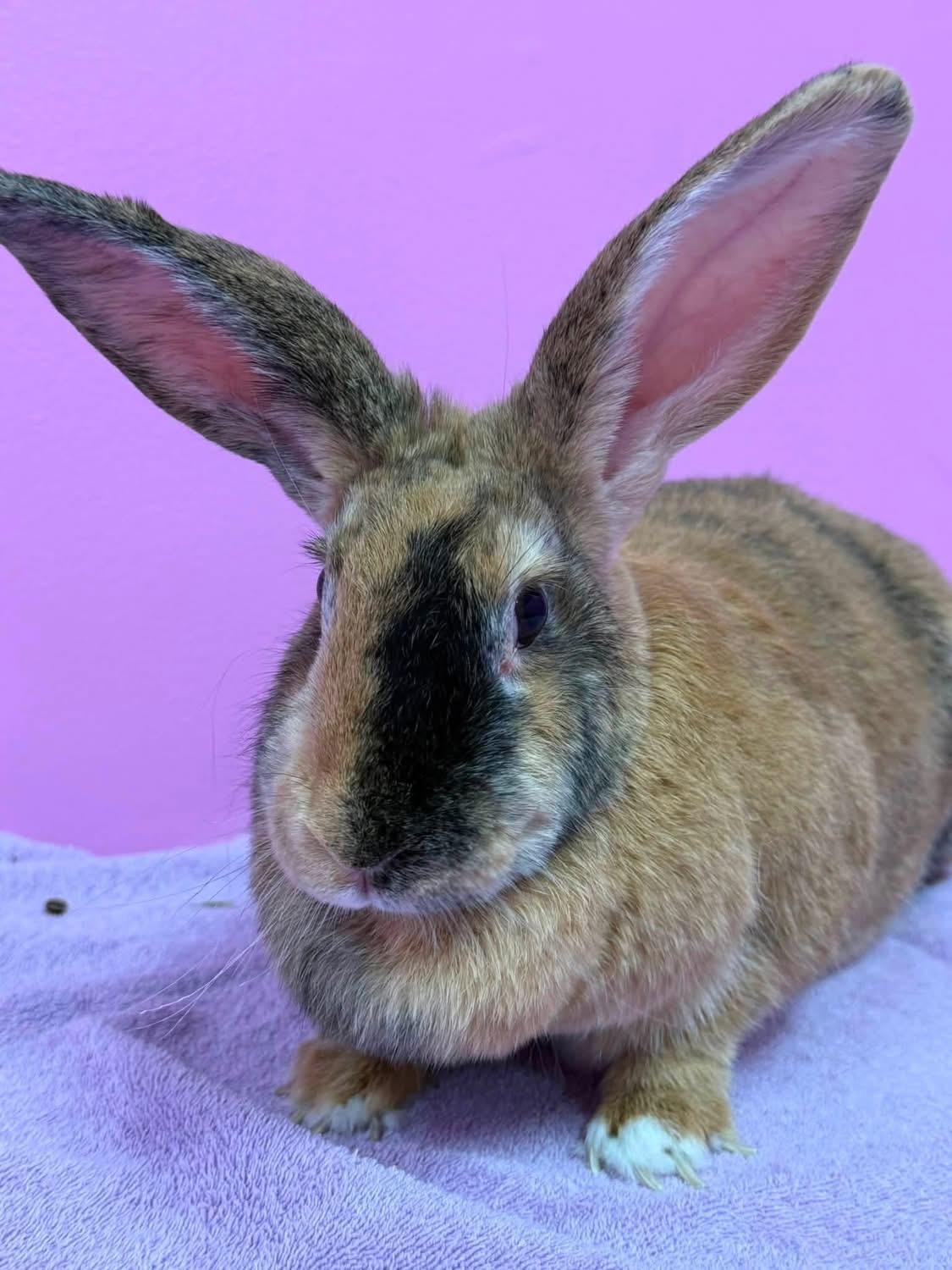 Rodeo, a ADOPTABLE Harlequin in St. Charles, MO image 1/2