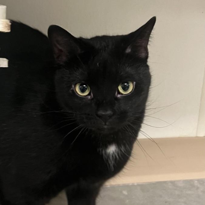 Zion, a Adoptable Domestic Short Hair in Geneseo, IL image 2/2