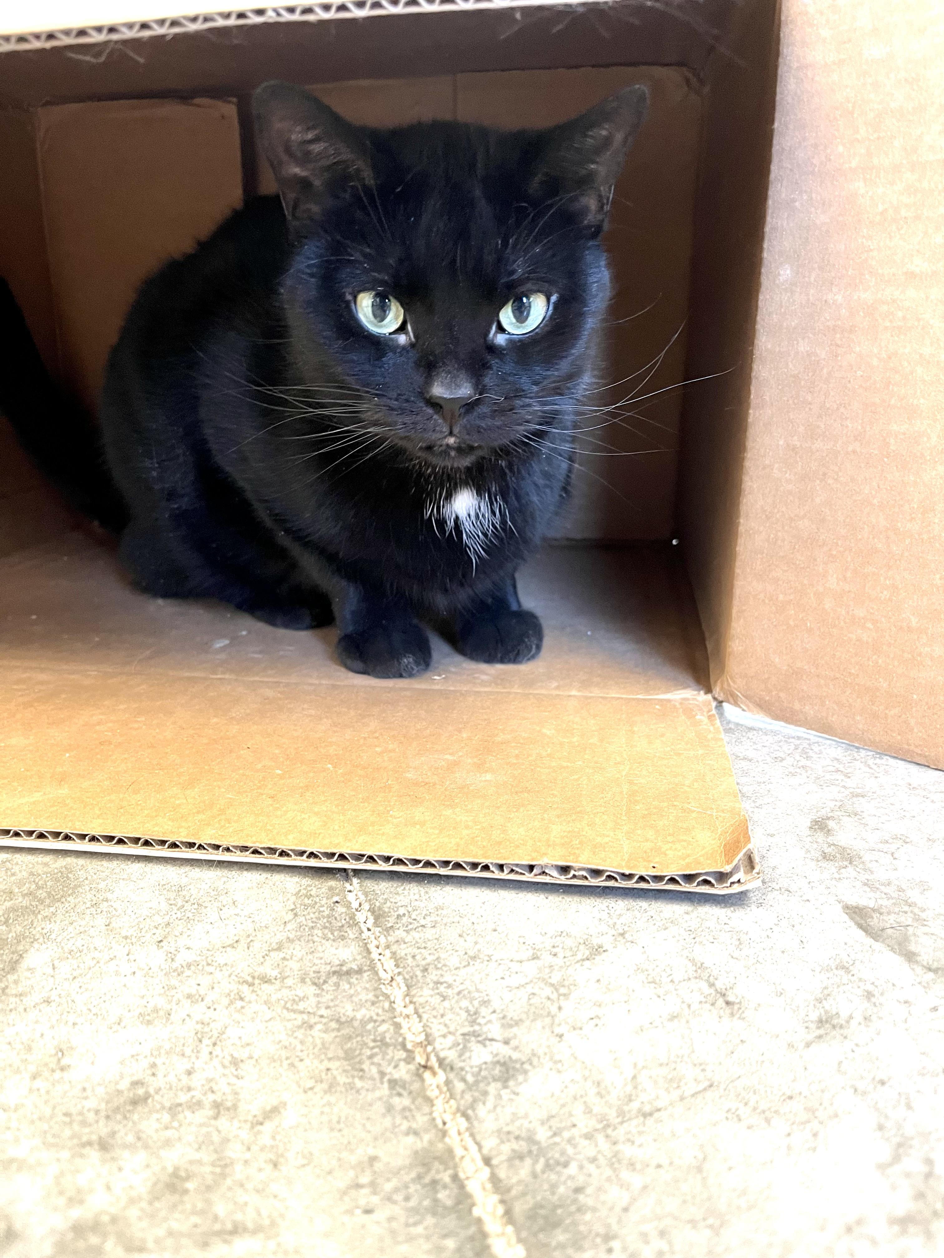 Zion, a Adoptable Domestic Short Hair in Geneseo, IL image 1/2