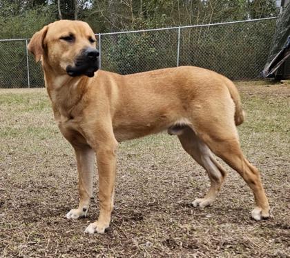 Enlarge Darby, a Adoptable mixed breed in Moultrie, GA image 1/1