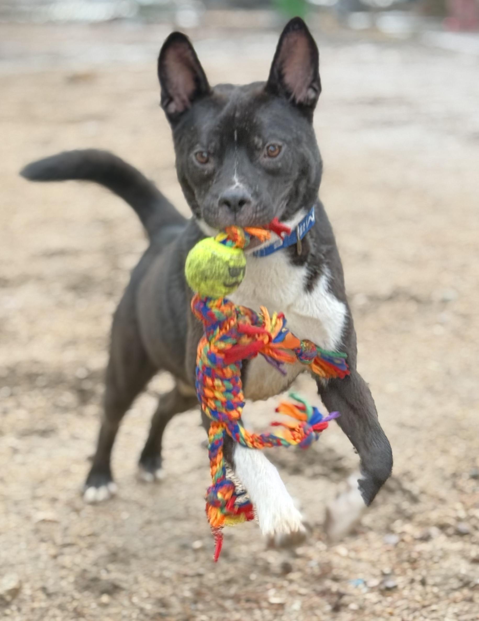 Enlarge Stitch , a ADOPTABLE mixed breed in Scottsdale , AZ image 1/1