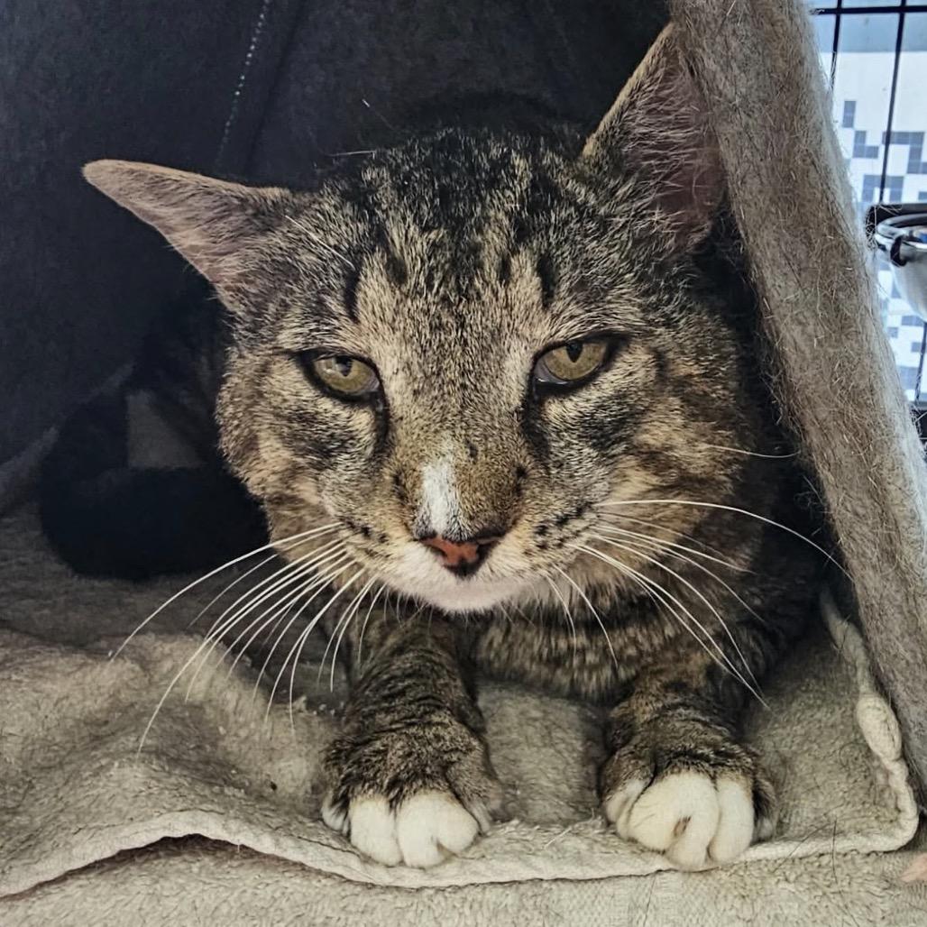 Enlarge Lyle, a Adoptable Domestic Short Hair in Woodbury, NJ image 1/2