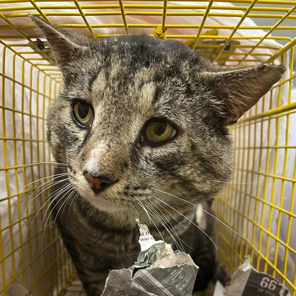 Enlarge Lyle, a Adoptable Domestic Short Hair in Woodbury, NJ image 2/2