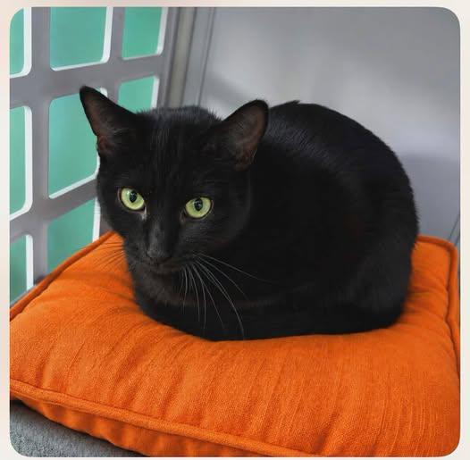 Enlarge Timinie, an adopted Domestic Short Hair in Sainte-Martine, QC image 1/1