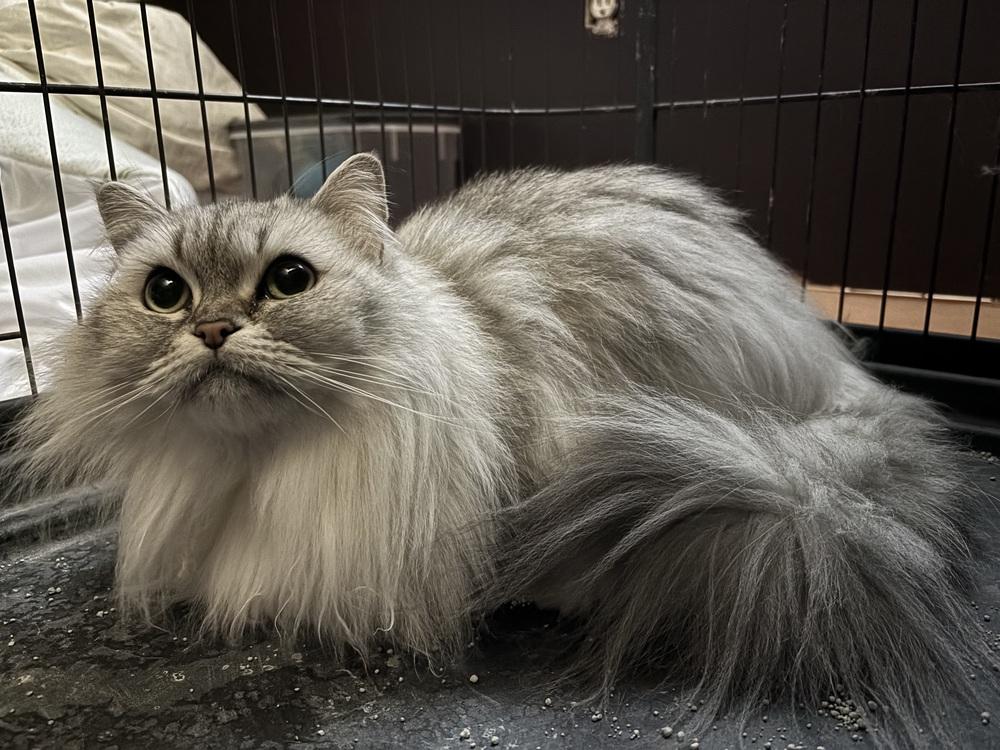 Jenny, Adoptable, Young Female Himalayan.