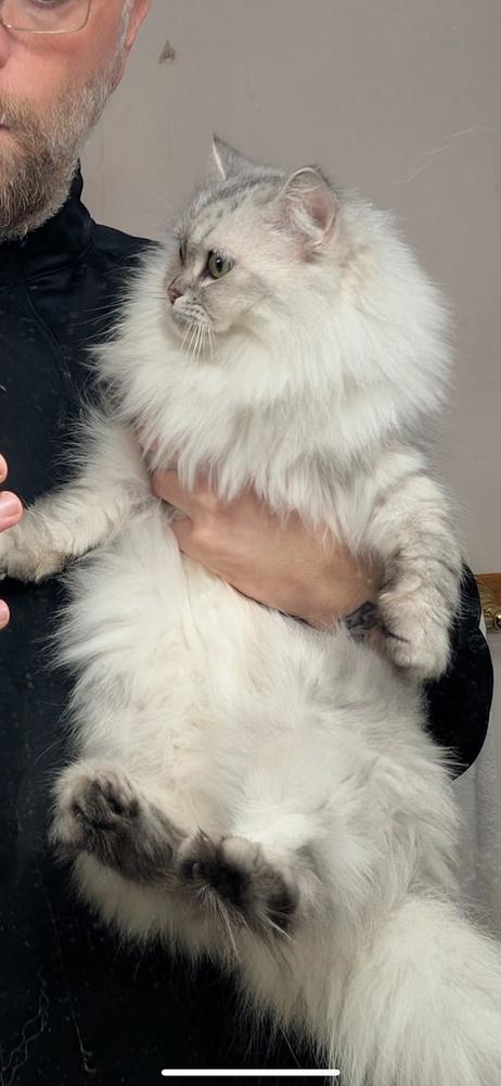 Enlarge Jenny, a Adoptable Himalayan in Vienna , VA image 2/6