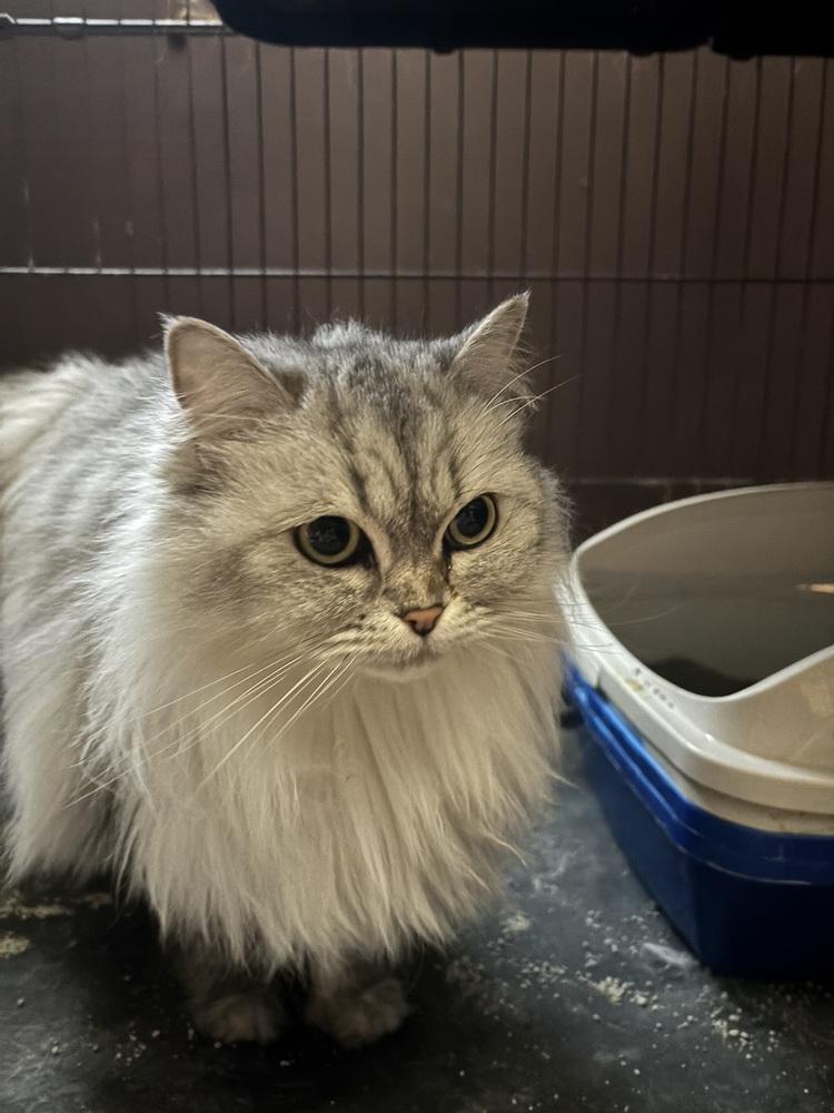 Enlarge Jenny, a Adoptable Himalayan in Vienna , VA image 4/6