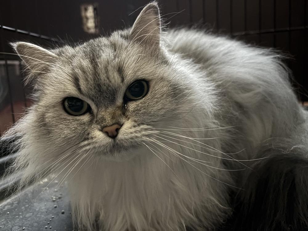 Enlarge Jenny, a Adoptable Himalayan in Vienna , VA image 5/6