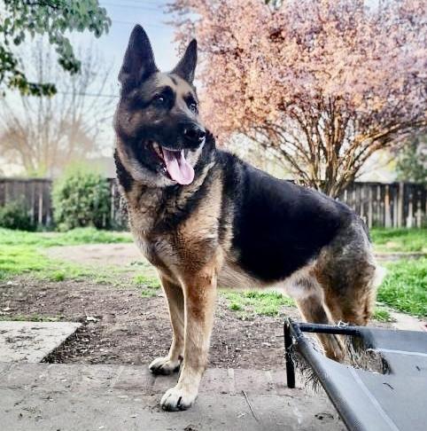 Enlarge Wilber, a Adoptable German Shepherd Dog in Longview, WA image 2/5