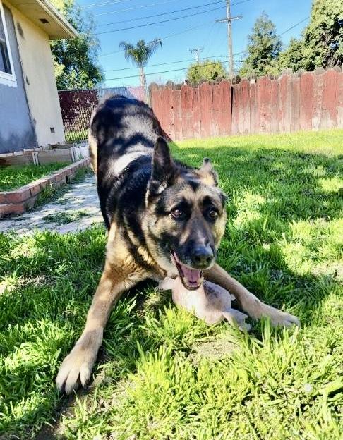 Enlarge Wilber, a Adoptable German Shepherd Dog in Longview, WA image 3/5