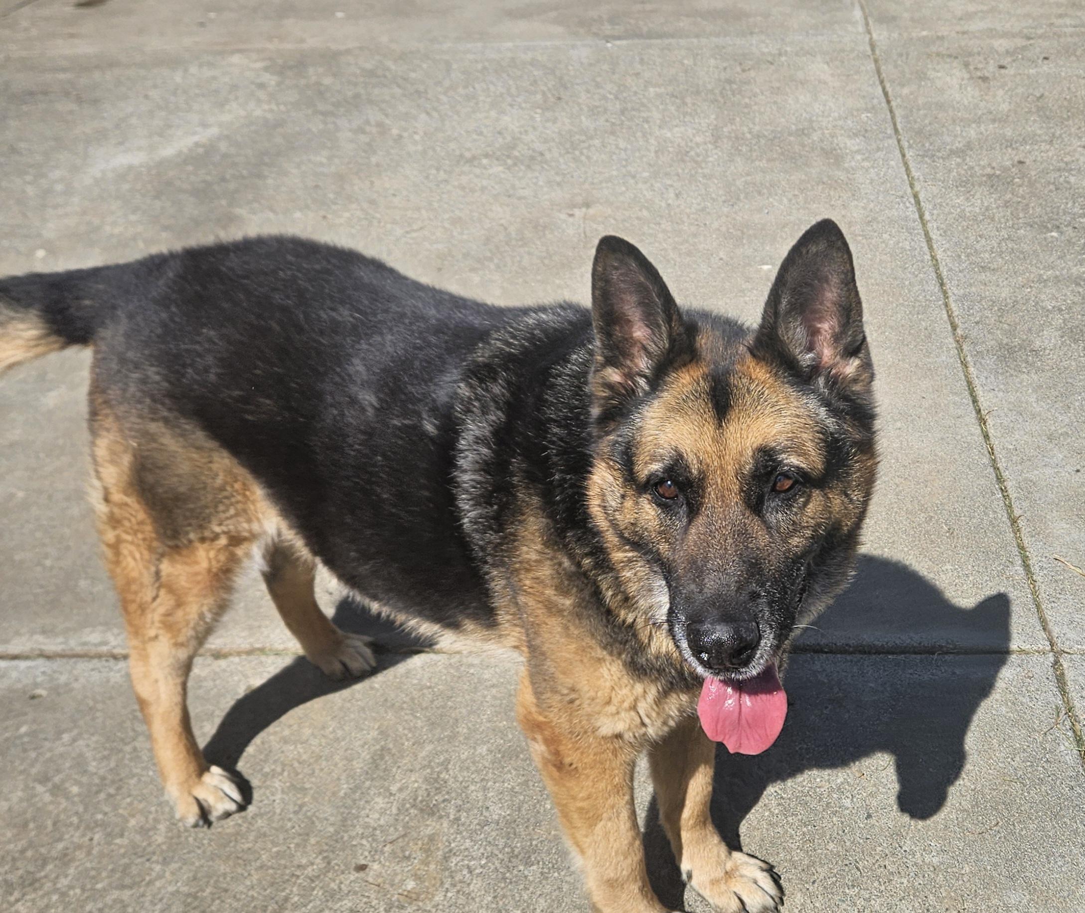 Wilber, Adoptable, Adult Male German Shepherd Dog.