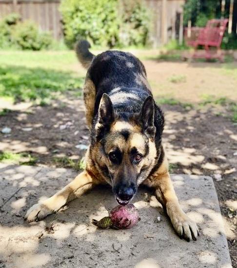 Enlarge Wilber, a Adoptable German Shepherd Dog in Longview, WA image 5/5