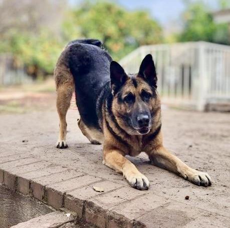 Enlarge Wilber, a Adoptable German Shepherd Dog in Longview, WA image 4/5