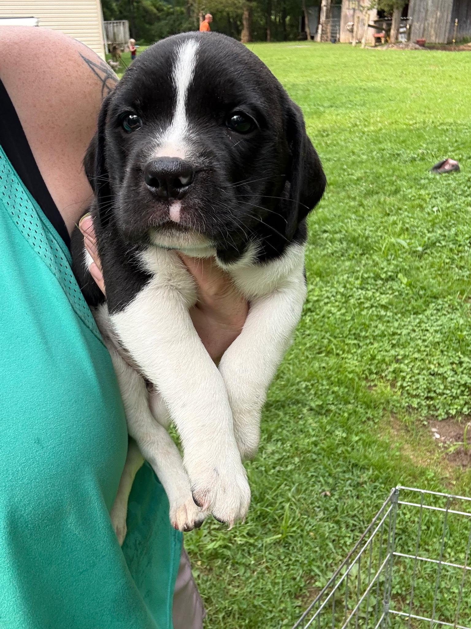 Winston, Adopted, Puppy Male Beagle.