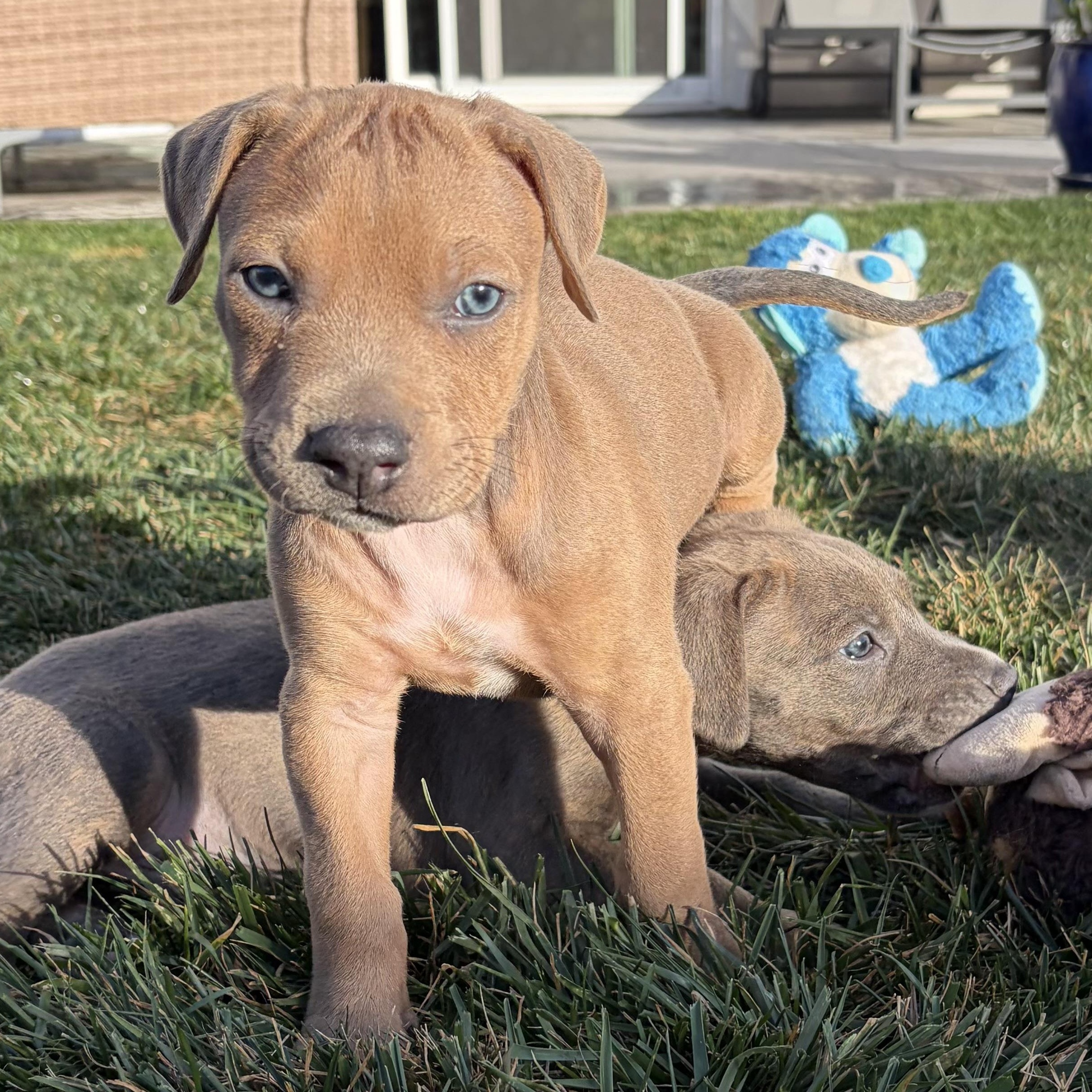 Enzo, ADOPTABLE, Puppy Male Doberman Pinscher & American Staffordshire Terrier.