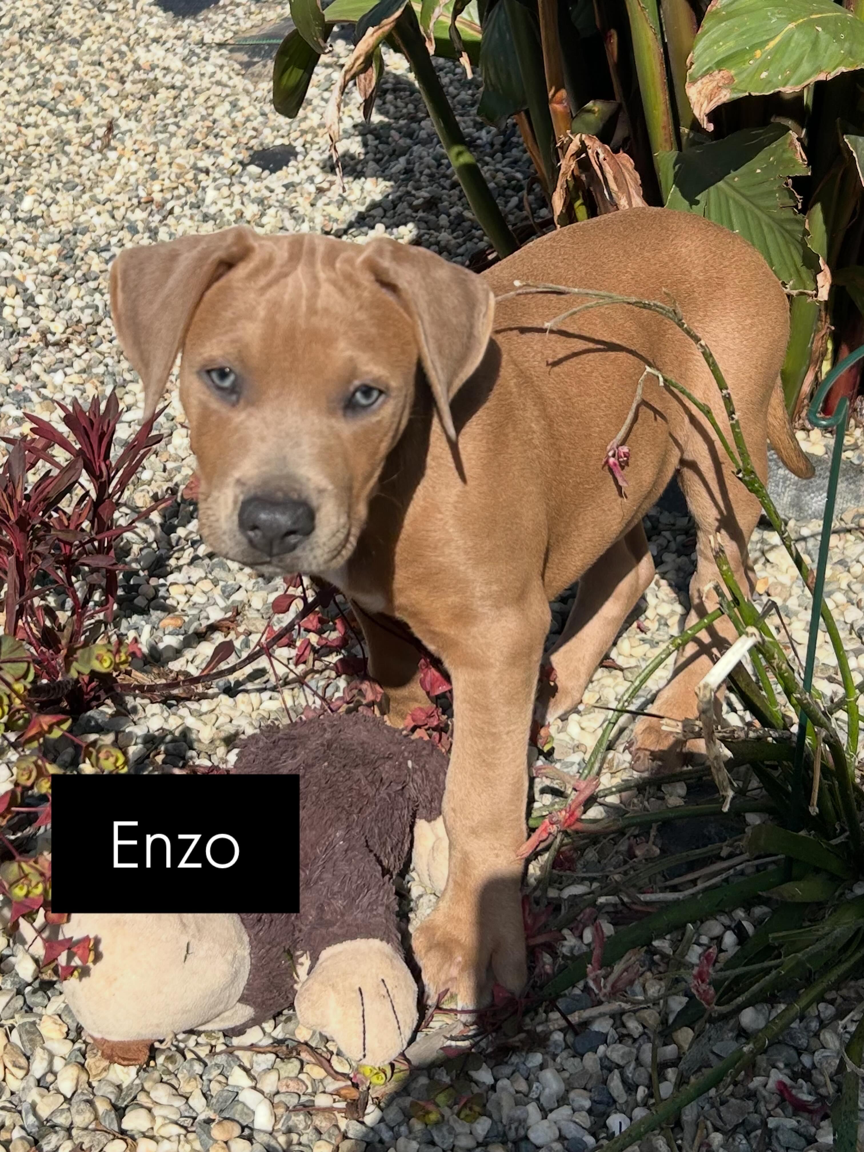 Enzo, an adopted mixed breed in Lincoln, CA image 1/6