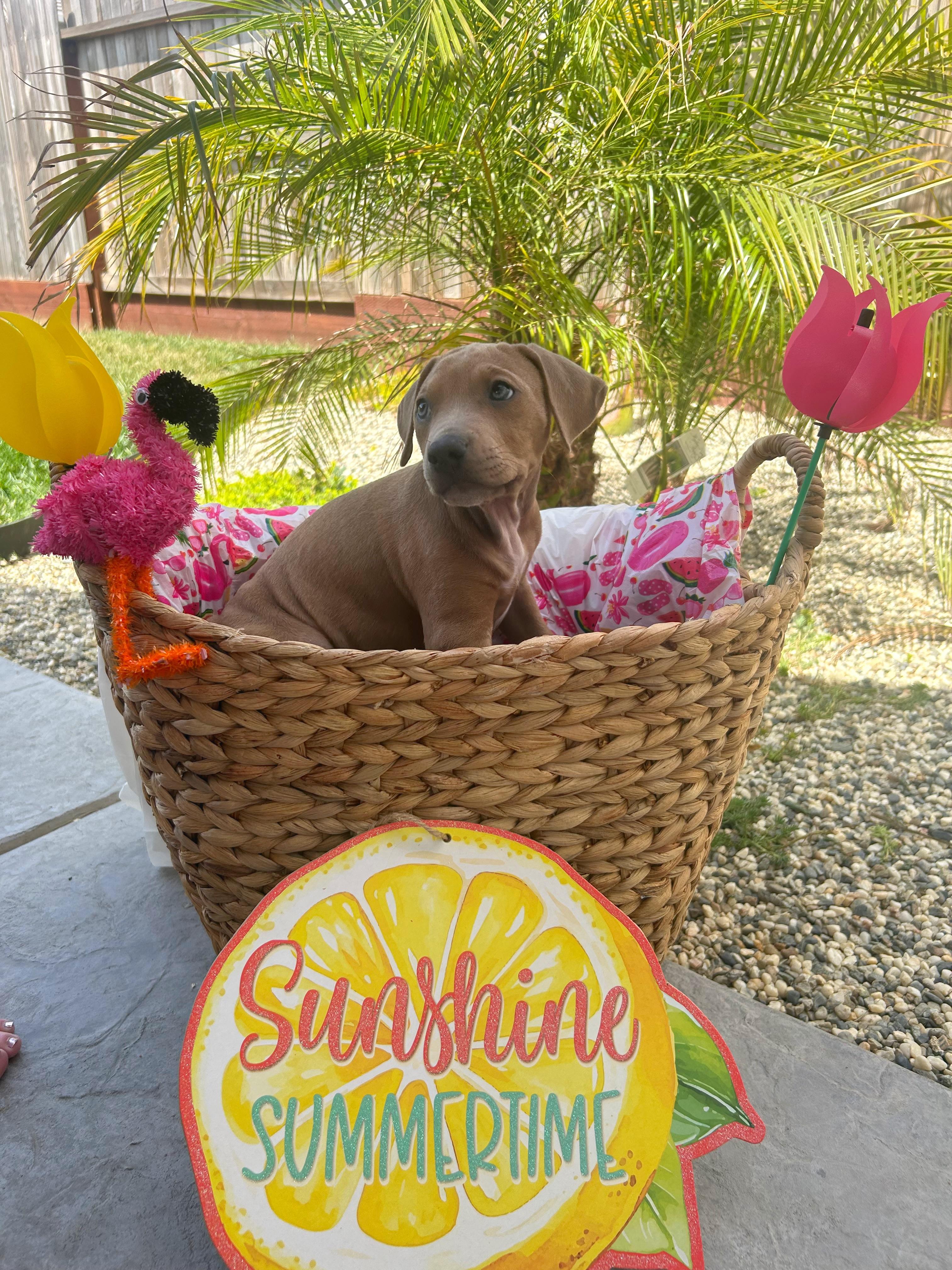 Enlarge Enzo, a ADOPTABLE mixed breed in Lincoln, CA image 2/5