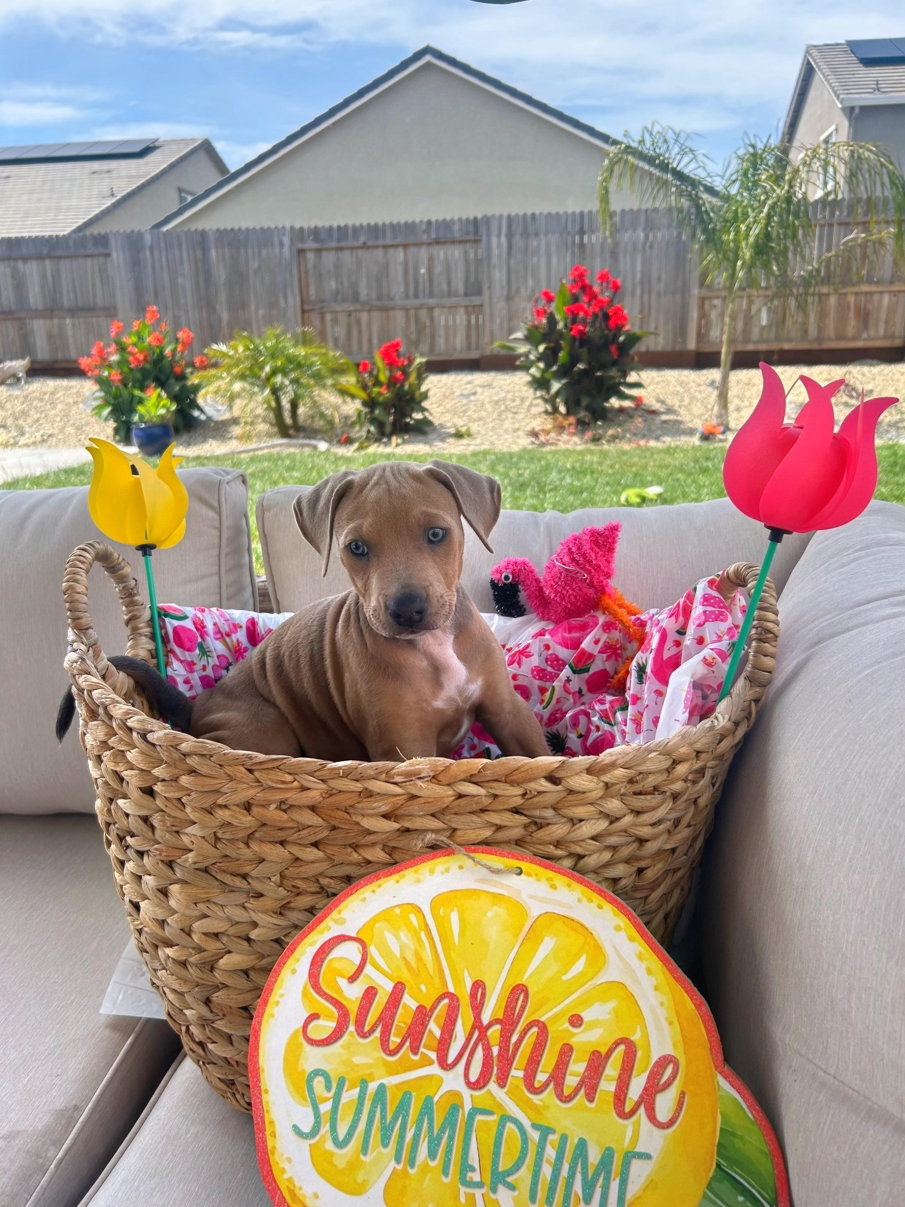 Enlarge Enzo, a ADOPTABLE mixed breed in Lincoln, CA image 3/5