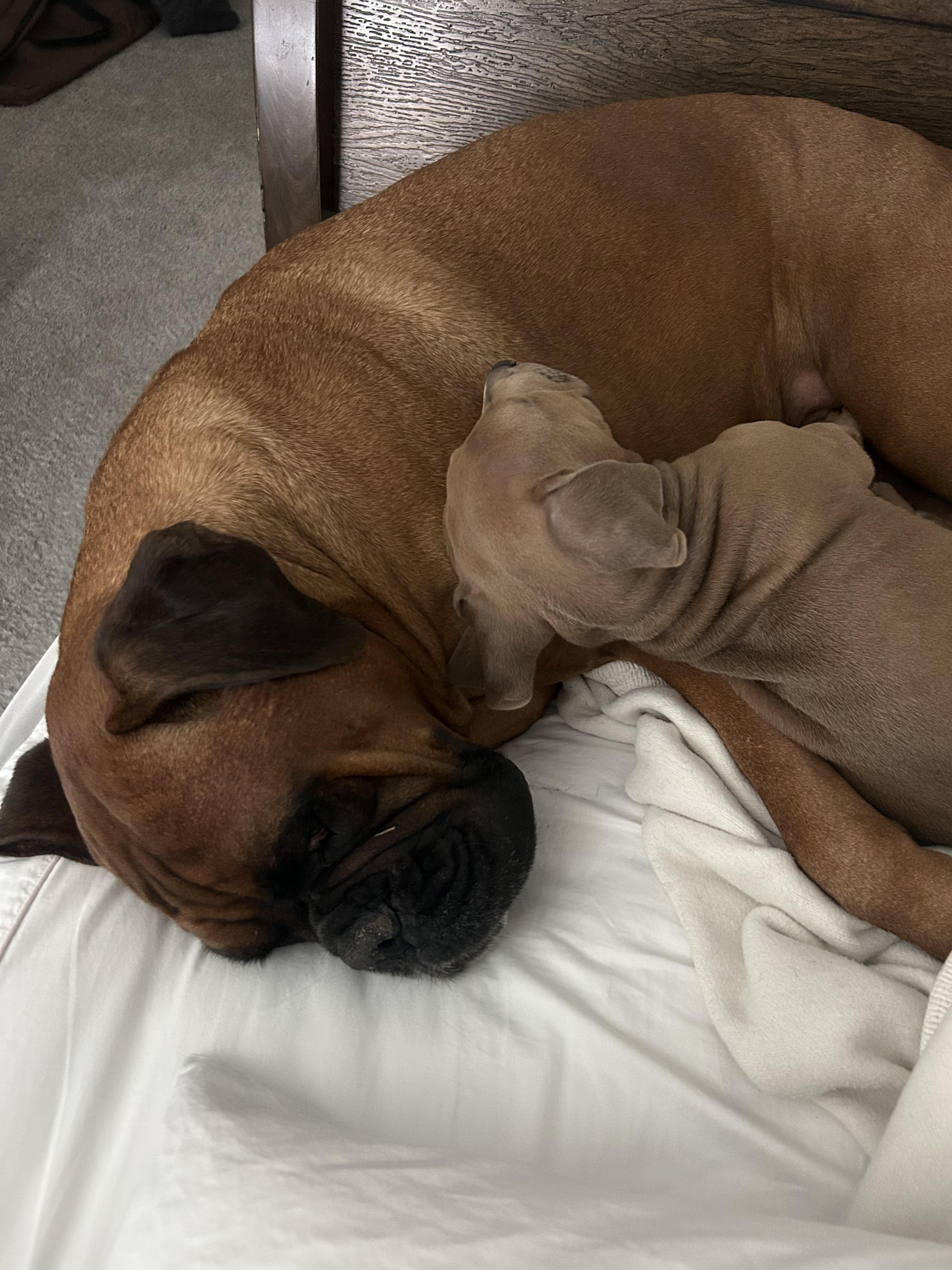 Enlarge Enzo, a ADOPTABLE mixed breed in Lincoln, CA image 4/5