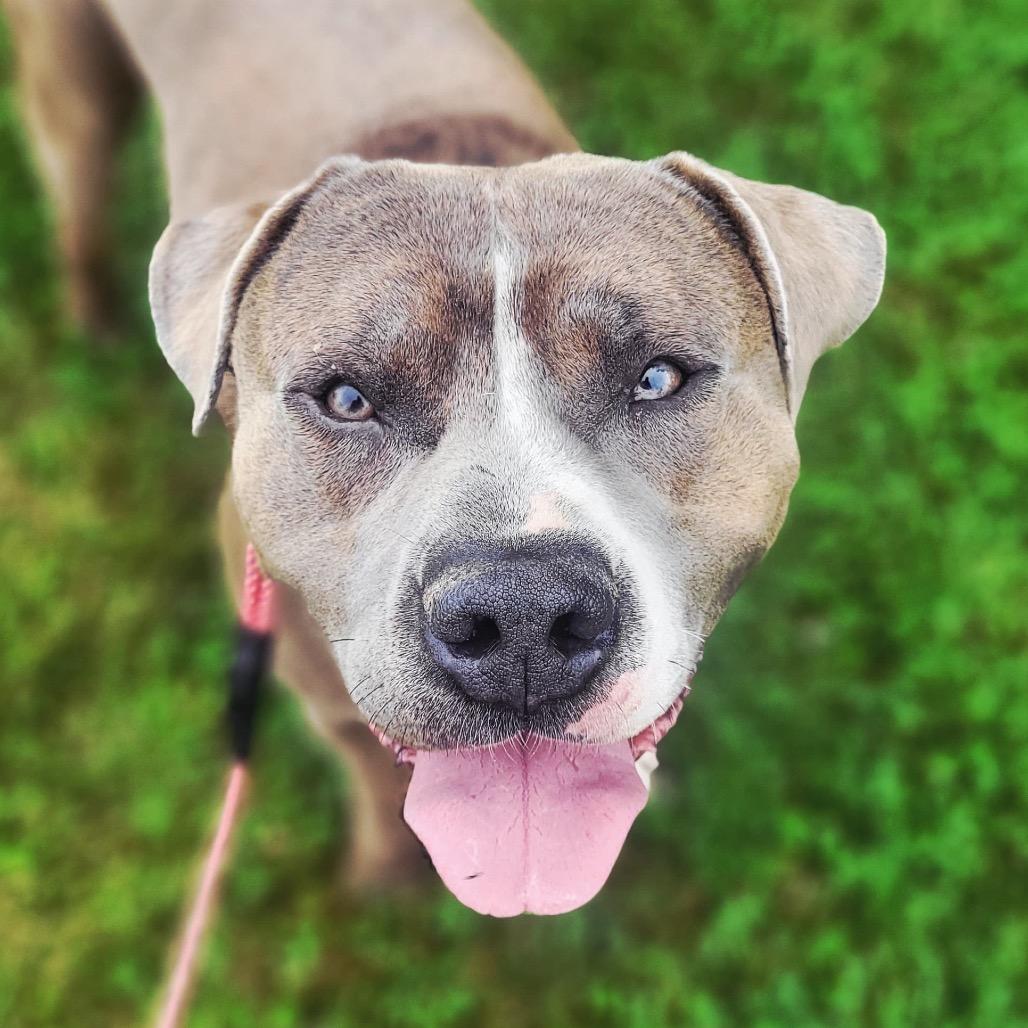 Howden Biggie Pumpkin, Adoptable, Adult Male Terrier.