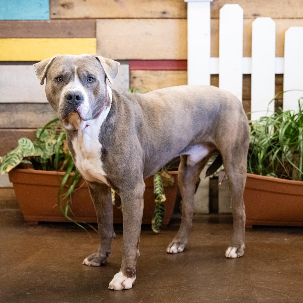 Enlarge Howden Biggie Pumpkin, a Adoptable Terrier in Blaine, MN image 2/4