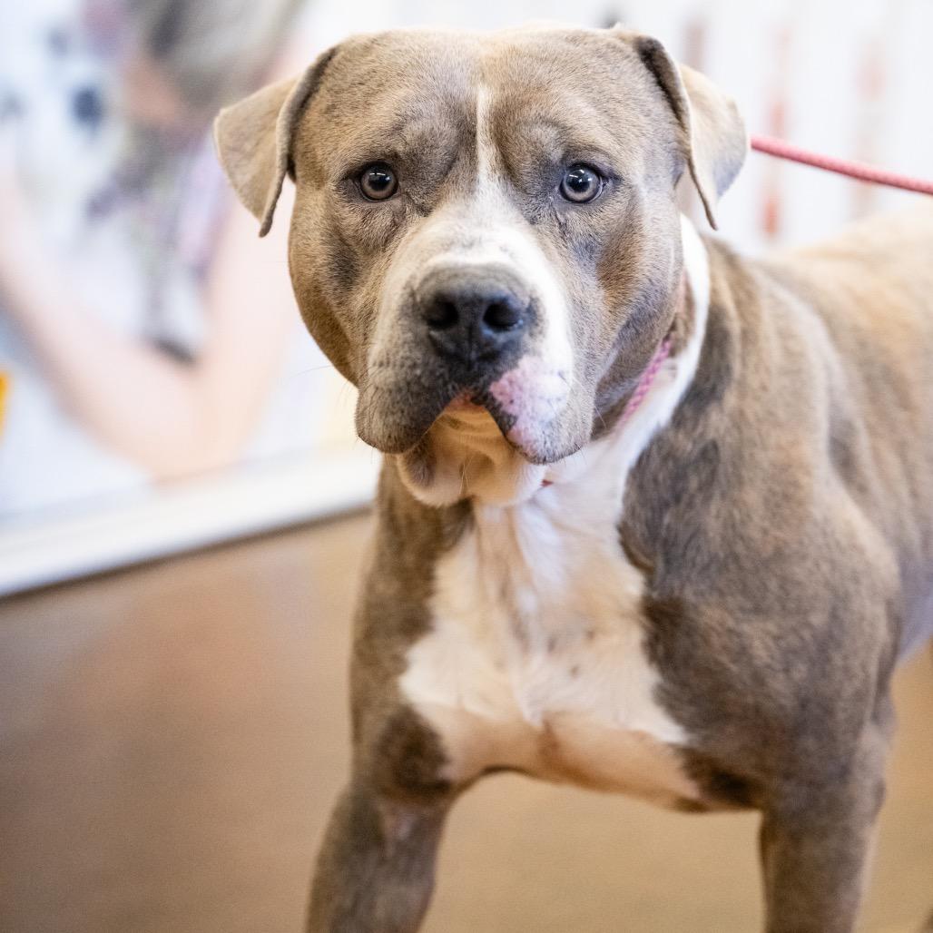 Enlarge Howden Biggie Pumpkin, a Adoptable Terrier in Blaine, MN image 3/4