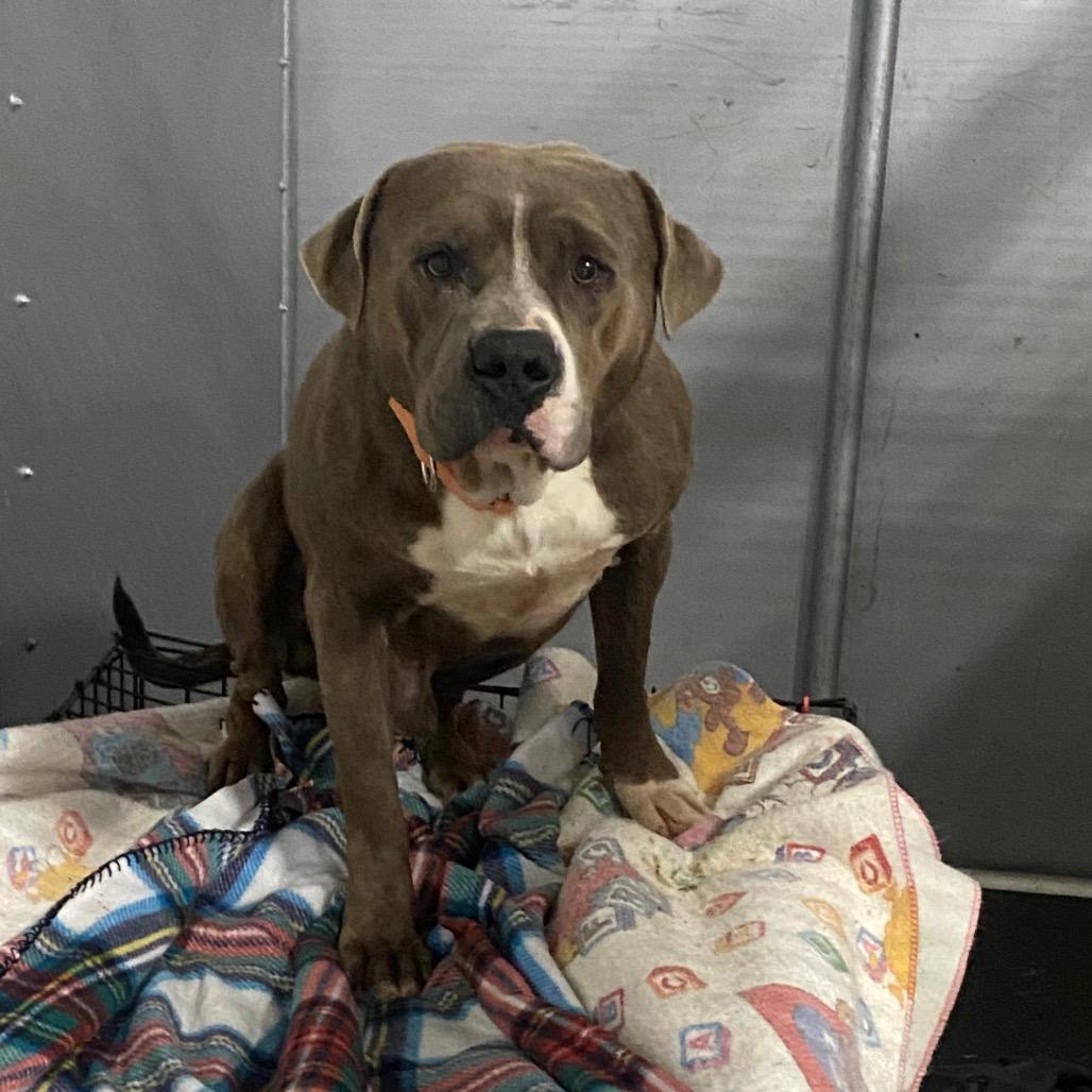 Enlarge Howden Biggie Pumpkin, a Adoptable Terrier in Blaine, MN image 4/4