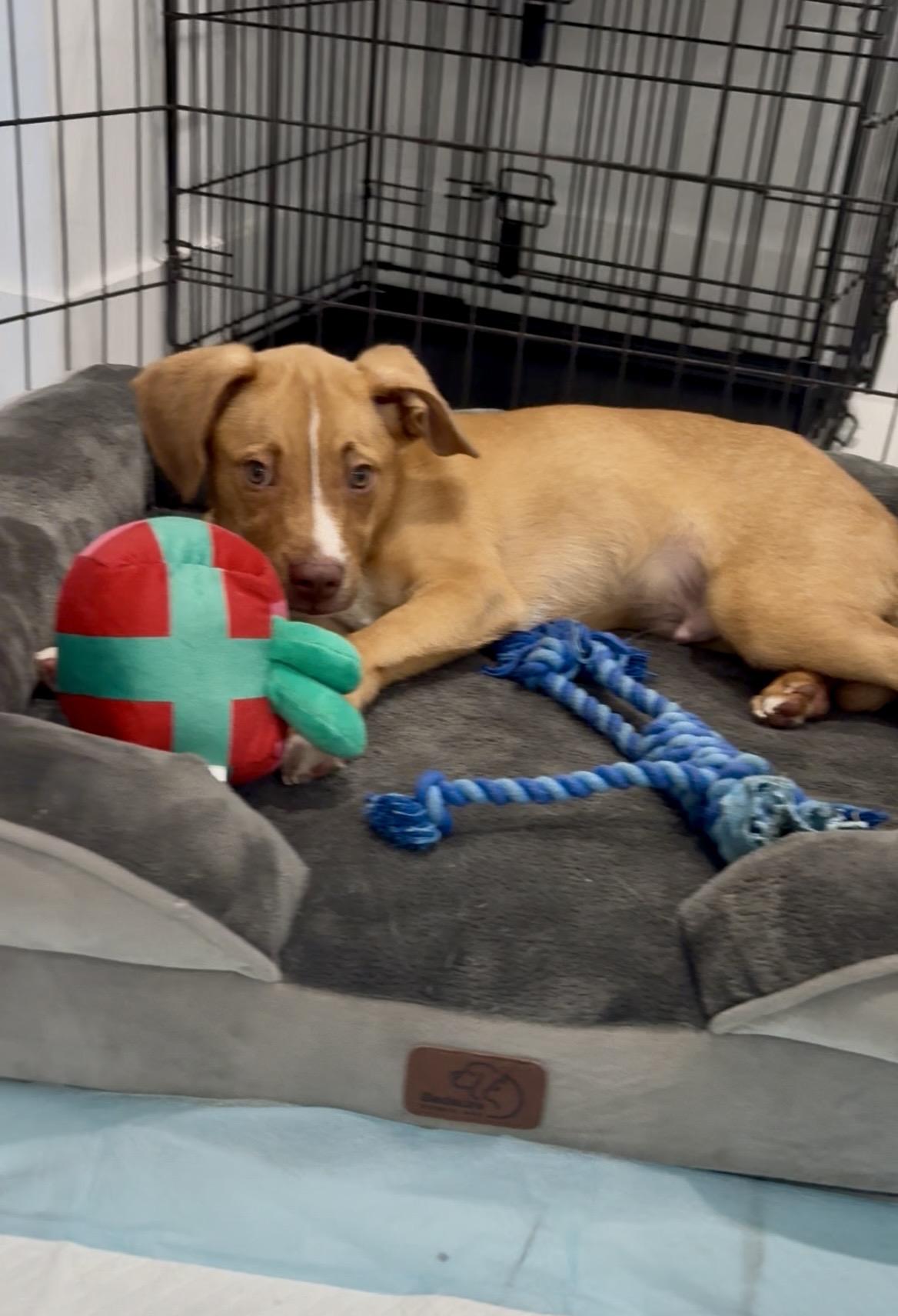 Tater, a ADOPTABLE mixed breed in Port Saint Lucie, FL image 4/5