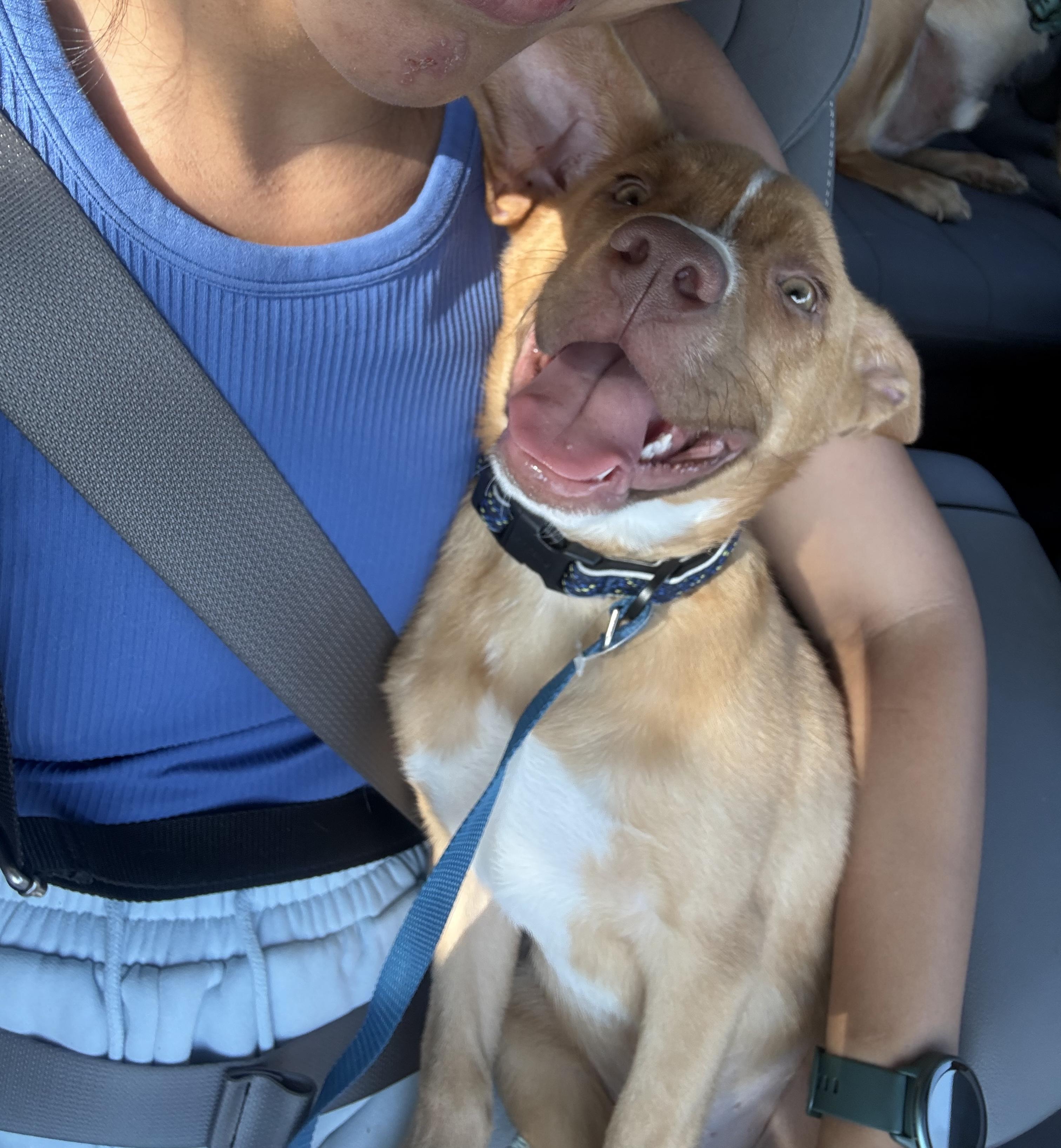 Tater, a ADOPTABLE mixed breed in Port Saint Lucie, FL image 2/5