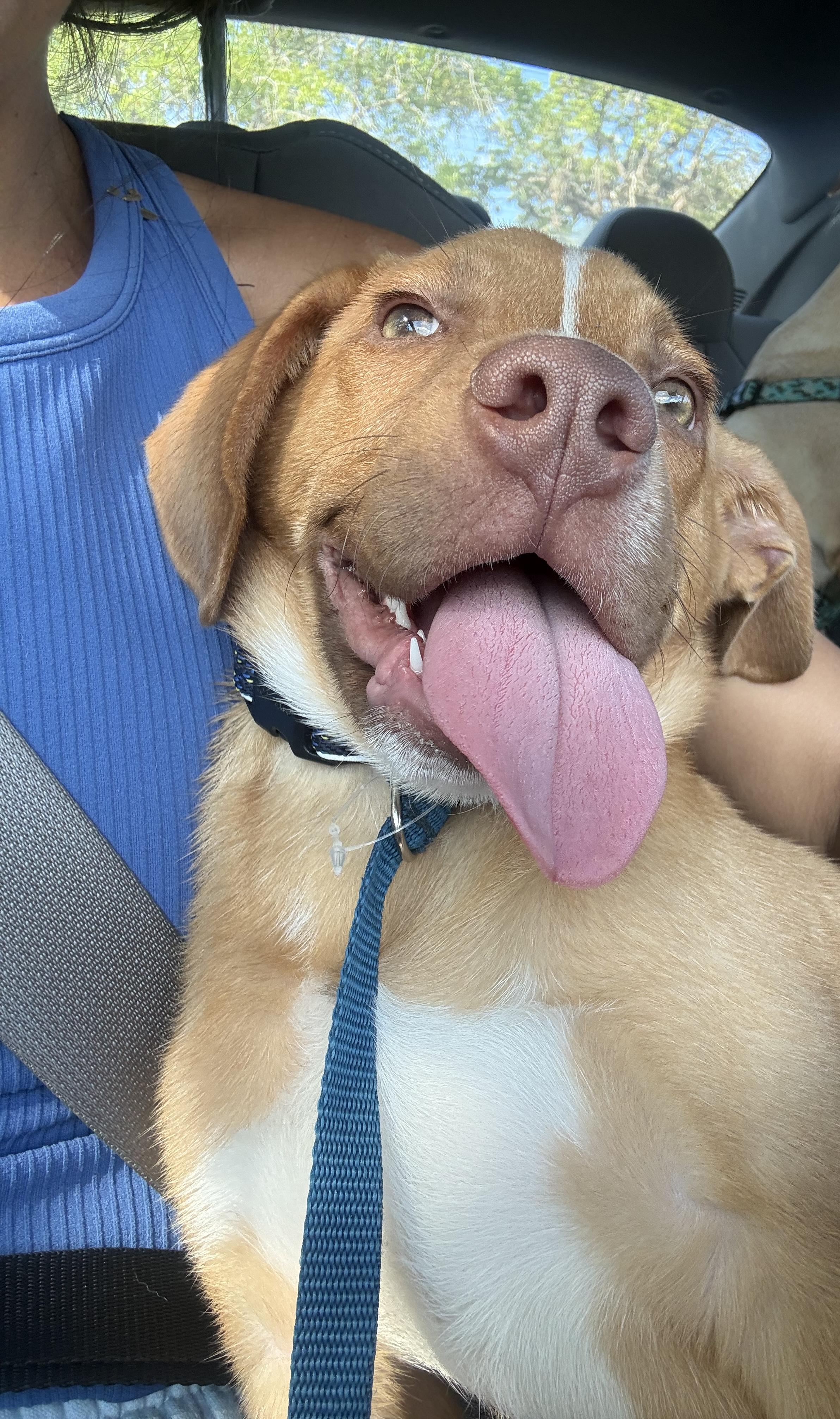 Tater, a ADOPTABLE mixed breed in Port Saint Lucie, FL image 3/5