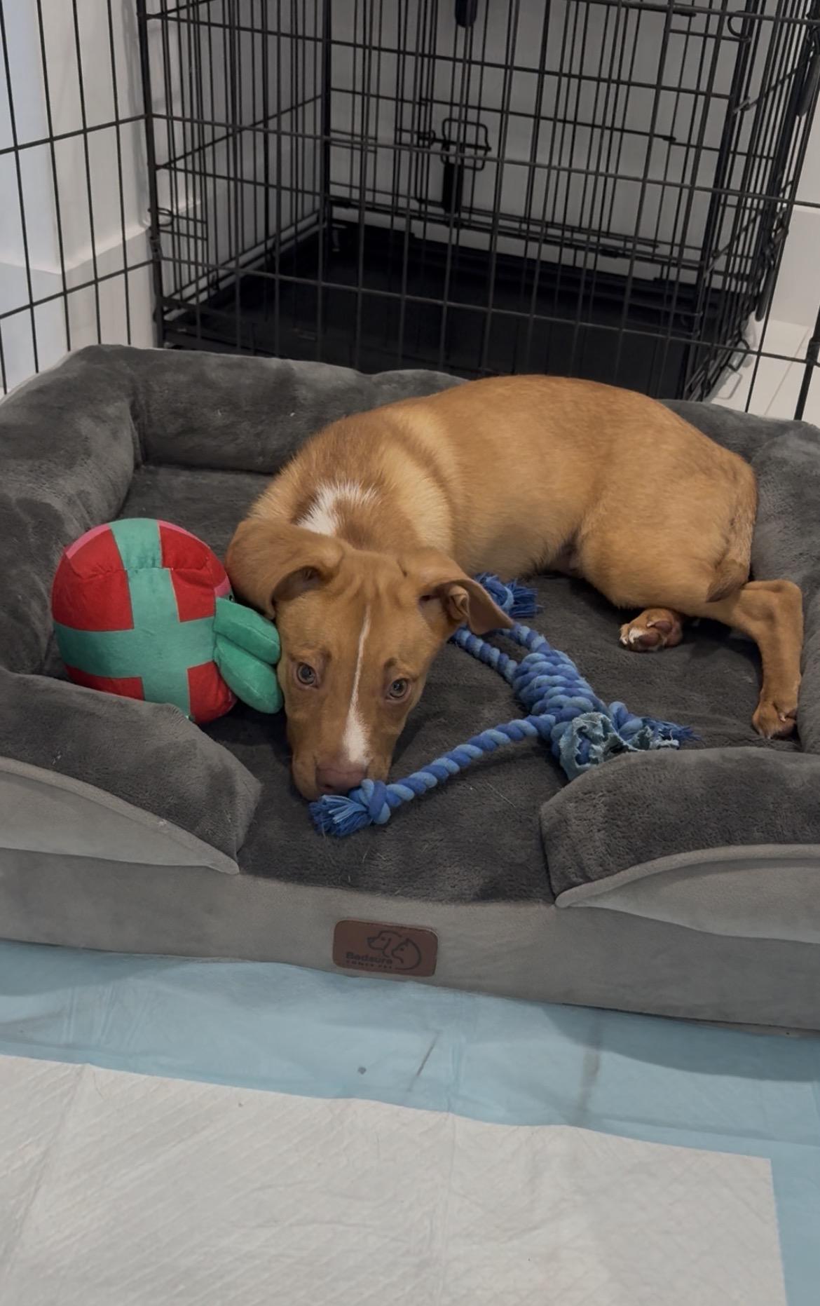 Tater, a ADOPTABLE mixed breed in Port Saint Lucie, FL image 5/5