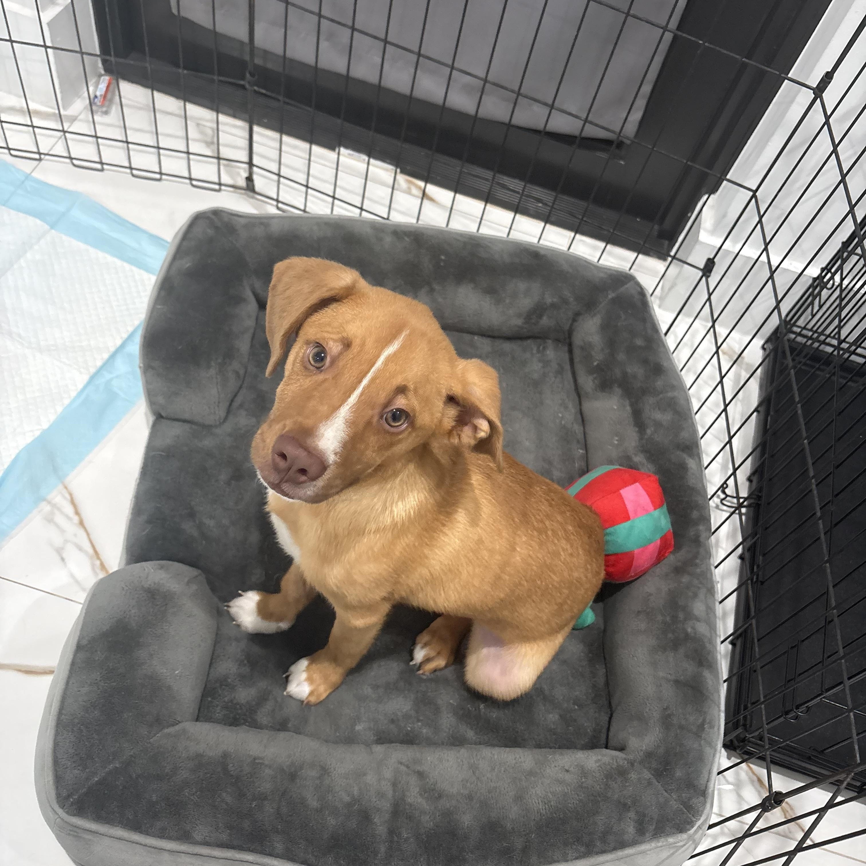 Tater, a ADOPTABLE mixed breed in Port Saint Lucie, FL image 1/5