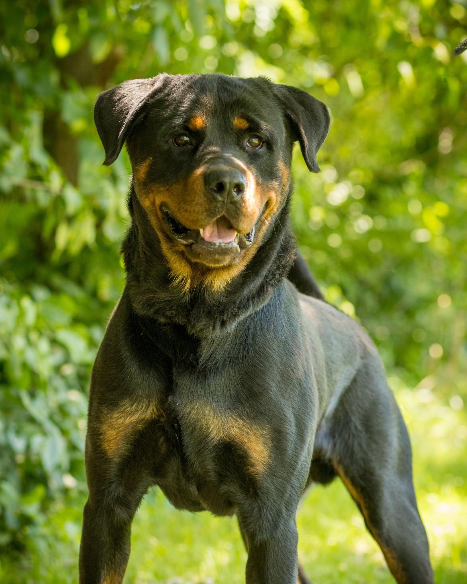 THUNDER (0038), adoptable, Young Male Rottweiler.
