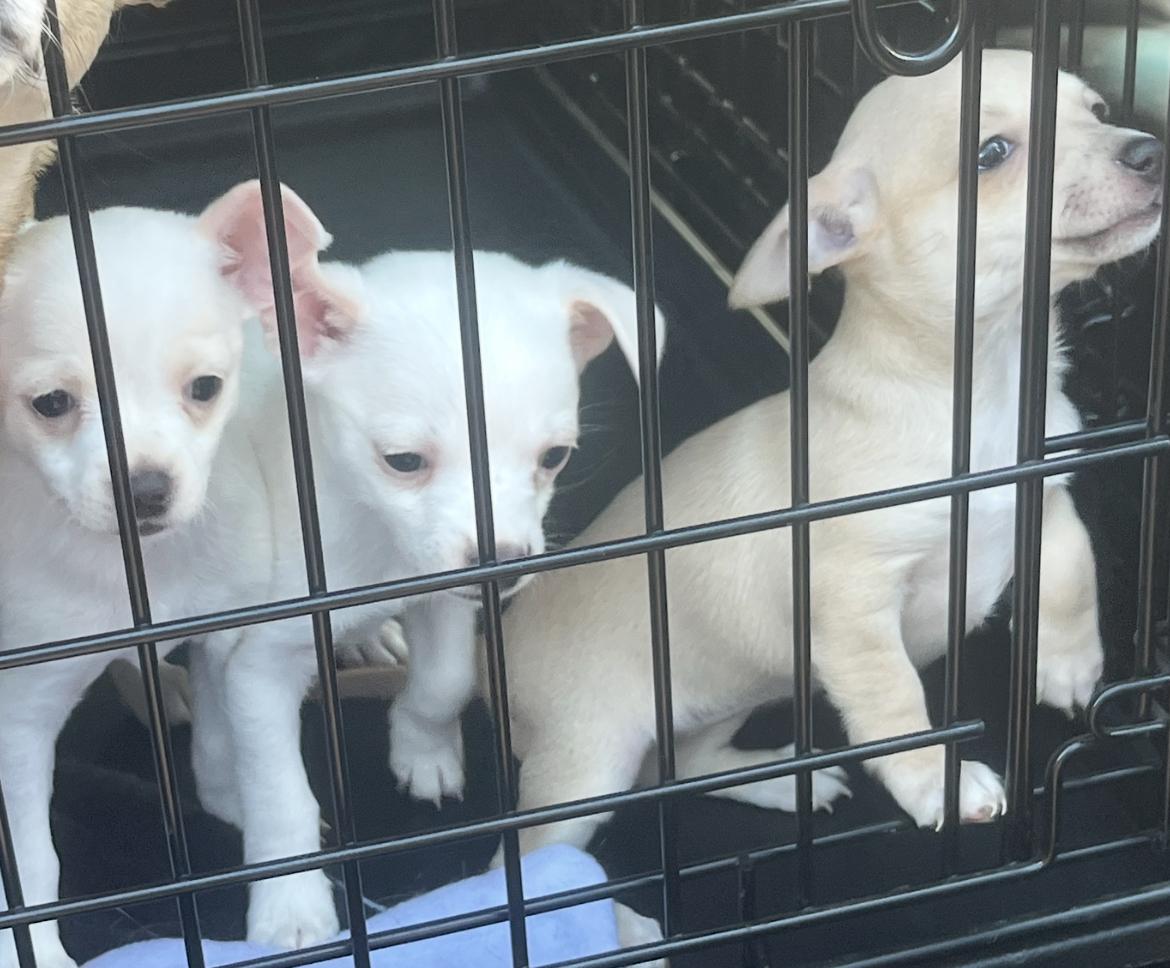 Tiny chi puppies, Adoptable, Puppy Female Chihuahua.