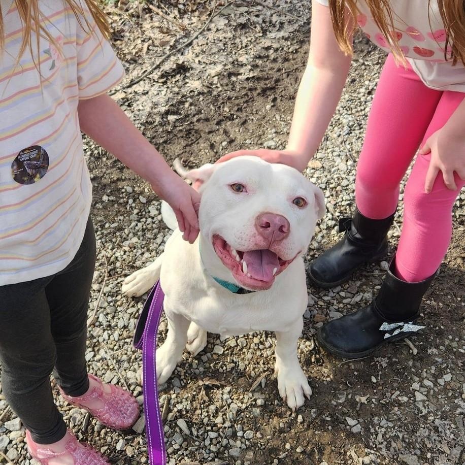 Enlarge Kyro, a ADOPTABLE mixed breed in Grafton, OH image 2/6