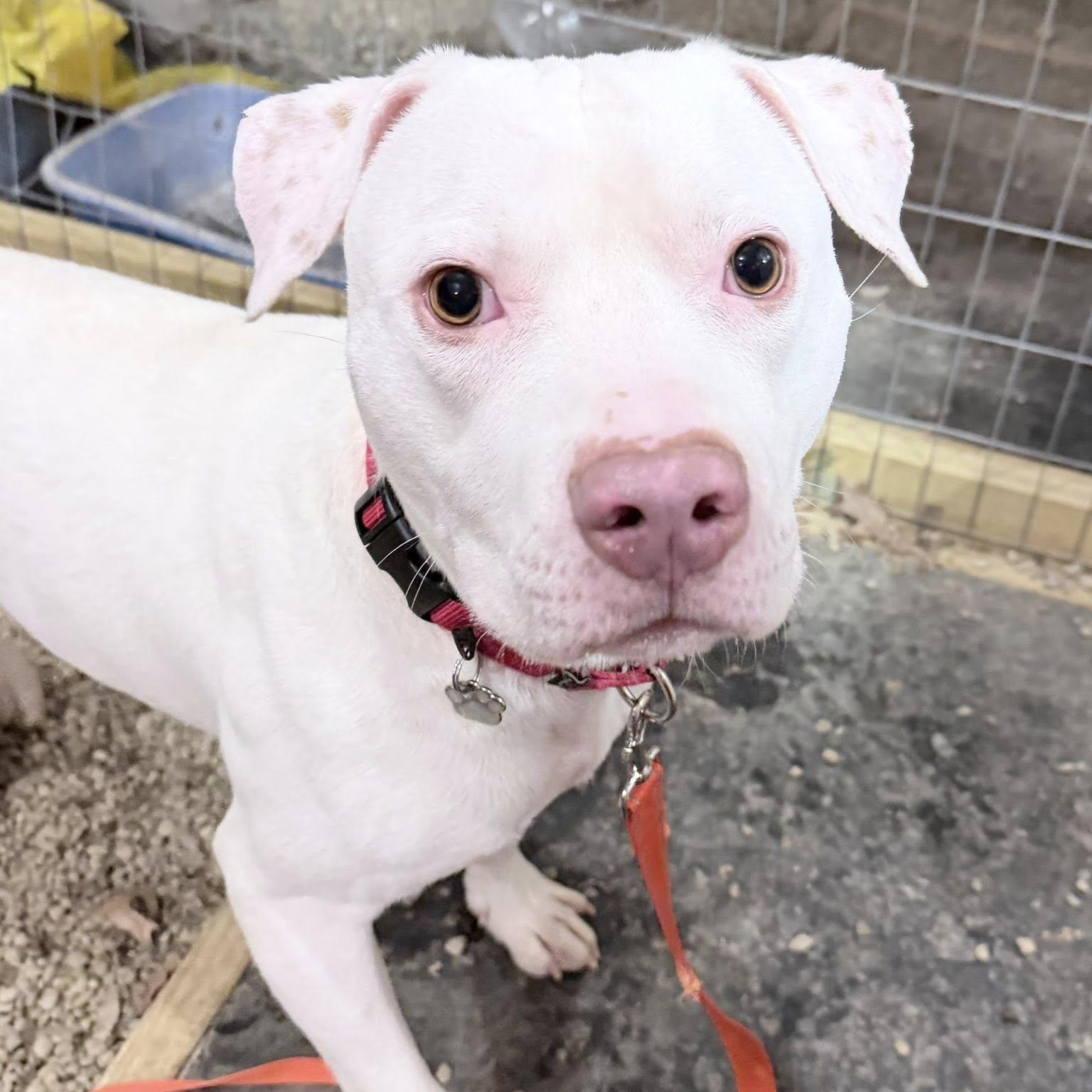 Enlarge Kyro, a ADOPTABLE mixed breed in Grafton, OH image 5/6